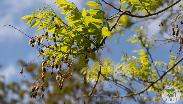 Acacia del japon 3