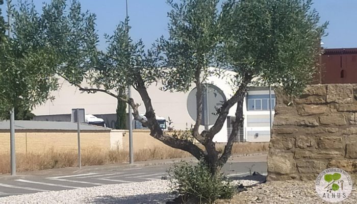 P27 olivo (1)