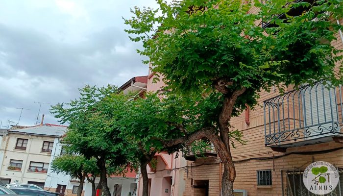 P3 arbol de los farolillos