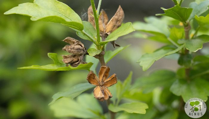 ROSA DE SIRIA 2