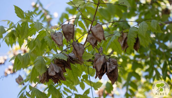 arbol de los farolillos 4