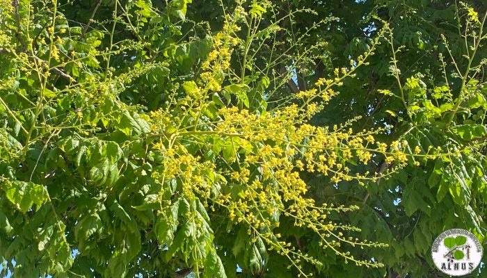 arbol de los farolillos flor 2
