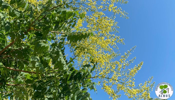arbol de los farolillos flor