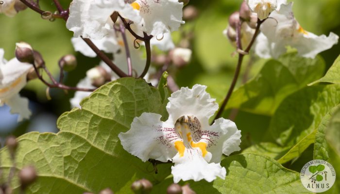 catalpa de bola 1