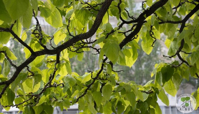 catalpa de bola 3