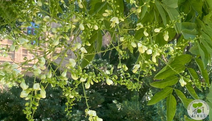 flor acacia japon