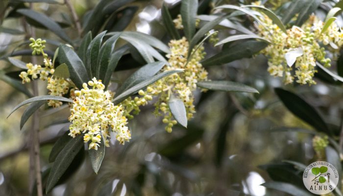 olivo 1
